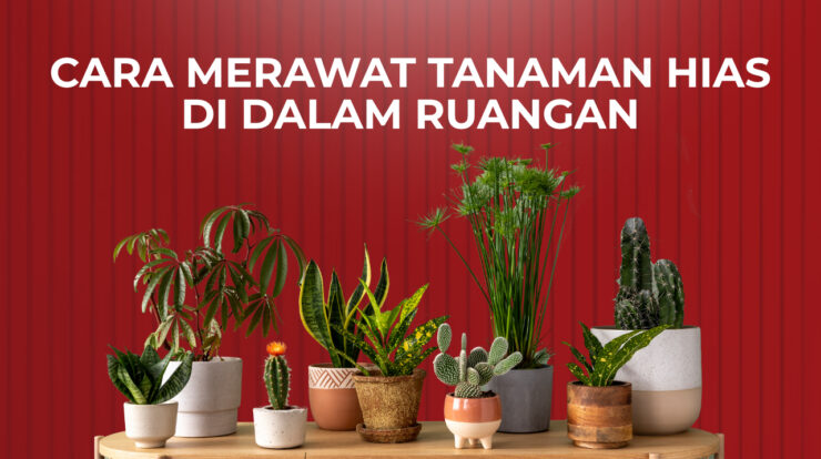 Tips Merawat Tanaman Hias Indoor di Ruangan Ber-AC agar Tidak Layu